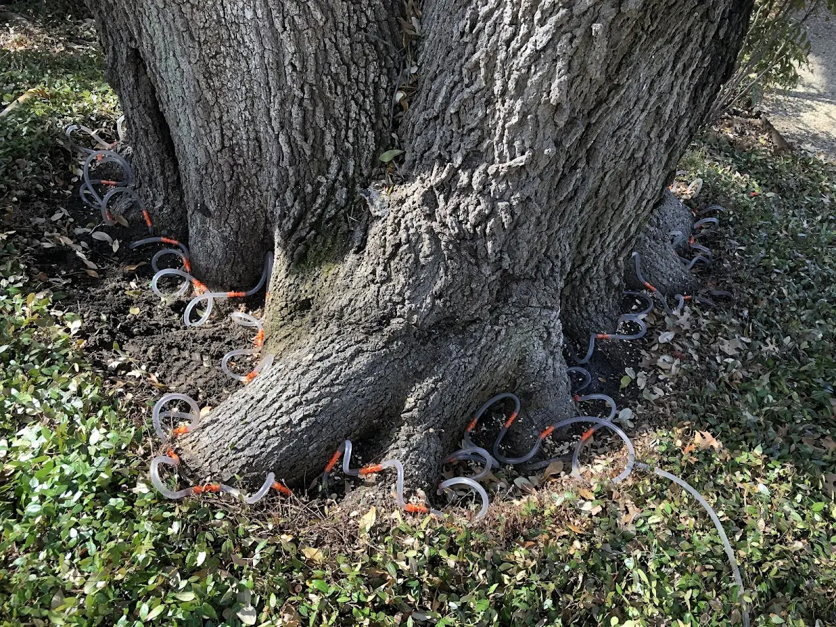 Detailed Tree Cabling and Bracing job site in Aragon