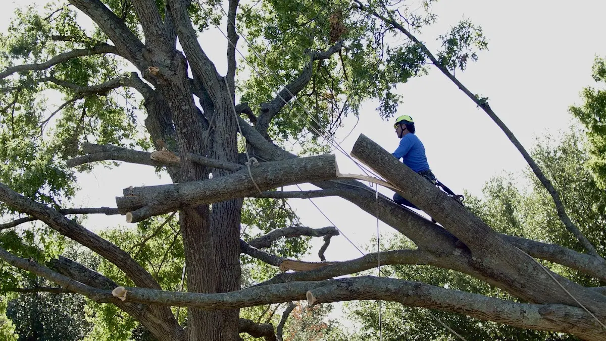 Professional Hazardous Tree Removal performed by certified arborists in Aragon