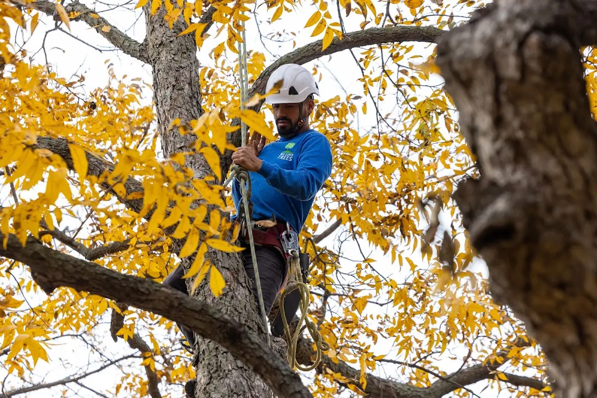 Skilled Tree Transplanting crew working in Aragon