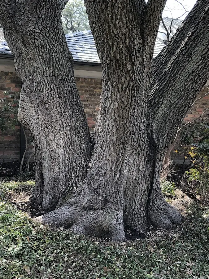 Mature heritage tree close to a Aragon property cared for by certified arborists
